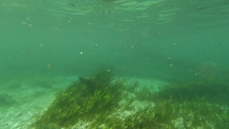 Underwater-freshwater-lake-river-spring-scenery-with-grass-and-algae-reflections-and-sun-beams-swimmers-legs-and-snorkling-in-Florida-Ichutecknee-river-fish-and-alligators