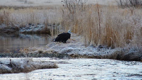 Un-águila-Calva-Solitaria-Busca-Comida-Para-Comer-A-Lo-Largo-De-Un-Río-En-El-Desierto-Helado-De-Invierno-En-La-Isla-De-Kodiak,-Alaska