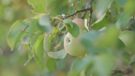Apple-in-an-apple-tree