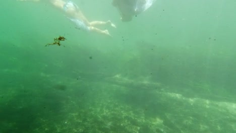 Unterwasser-Süßwassersee-Fluss-Frühlingslandschaft-Mit-Gras--Und-Algenreflexionen-Und-Sonnenstrahlen-Schwimmerbeine-Und-Schnorcheln-In-Florida-Ichetucknee-Flussfischen-Und-Alligatoren-1