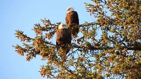 Una-Pareja-De-águilas-Calvas-Se-Sienta-Encaramada-En-Un-árbol-En-Un-Día-Ventoso-En-La-Isla-De-Kodiak,-Alaska