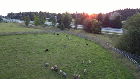 Flock-of-sheep-in-a-field-near-the-road-during-the-sunset