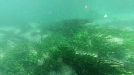 Underwater-freshwater-lake-river-spring-scenery-with-grass-and-algae-reflections-and-sunbeams-swimmers-legs-and-snorkeling-in-Florida-Ichutecknee-river-fish-and-alligators