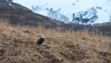 A-bald-eagle-sits-alone-at-the-base-of-the-mountains-in-the-wilderness-of-Kodiak-Island-Alaska