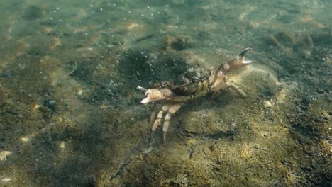 Pov-underwater-shot-of-wild-Green-Crab-crawling-on-ground-of-North-Sea-in-Netherlands
