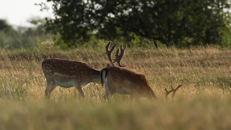 Male-Deers-with-antlers-grazing-in-dry-grass-field-during-hot-drought-season-in-summer---static-wide-shot