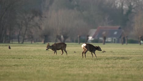 A-couple-of-roe-deer-grazing-calmly-in-a-meadow-on-a-beautiful-spring-morning