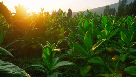 Statischer-Schuss-Grüner-Blätter-Der-Tabakpflanze-Gegen-Goldenen-Sonnenaufgang-Am-Morgen