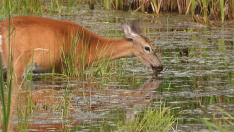 Wildlife-white-tailed-deer-eating-grass-deep-water-mammal-animal-day