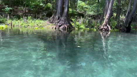 4k-Floating-and-Tubing-down-Ichetucknee-River-in-Florida-crystal-clear-blue-green-water-spring-fed-with-cypress-trees-and-grass-and-lily-pads,-moss-and-swamp-land-all-around-1