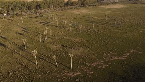 Kuh,-Die-Auf-Grüner-Wiese-Mit-Palmen-Am-Schwarzen-Lagunensumpf-In-Uruguay-Weidet