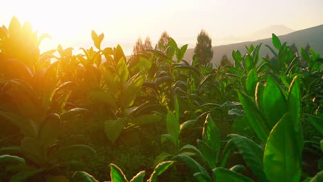 Nahaufnahme-Von-Grünen-Blättern-Der-Tabakpflanze-Gegen-Goldenen-Sonnenaufgang-Am-Morgen
