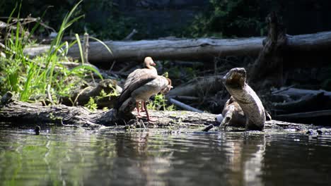 Two-large-ducks-sitting-on-the-river-shore-between-drift-wood-and-reed-plants-on-a-hot-summer-day