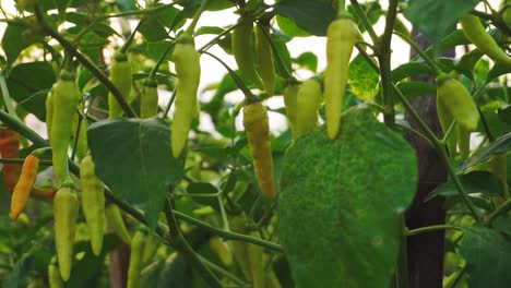 Close-up-shot-of-spicy-Chili-growing-on-plantation-field-in-Indonesia,Asia