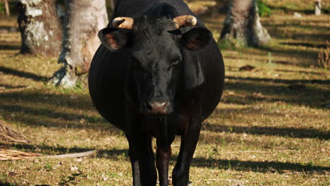 Medium-shot-of-large,-black-Andalusian-cow-standing-pasture-facing-camera