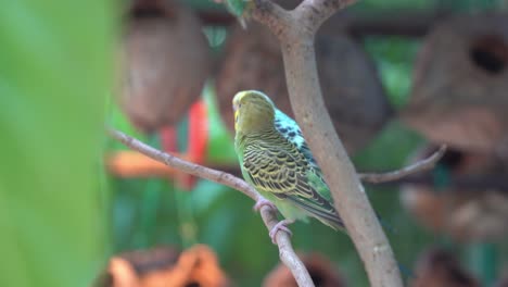 Cute-little-lovebirds-displaying-courtship,-vibrant-color-feathers-budgerigar,-melopsittacus-undulatus-perching-on-tree-branch,-bobbing-and-kissing-during-mating-season