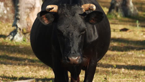 Close-up-of-black-Andalusian-cow-in-sunny-pasture