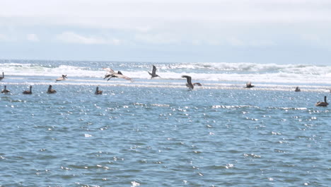 Brown-Pelican-flies-over-water,-dives-to-catch-bait-fish