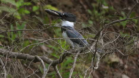Beautiful-belted-kingfisher-bird-standing-branch-eating-fish-day