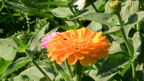 Nahaufnahme-Der-Gelben-Tagetes-Patula-Blume-Und-Einer-Anderen-Rose-Mit-Dem-Grünen-Hintergrund-Des-Laubs