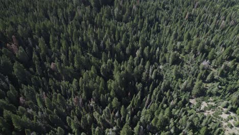Top-Down-View-Of-Dense-Coniferous-Forest-In-Wasatch-Mountains,-American-Fork-Canyon,-Utah,-United-States---drone-shot