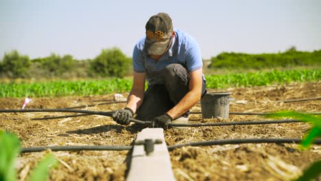 A-young-farmer-connects-drip-pipes-in-a-corn-field