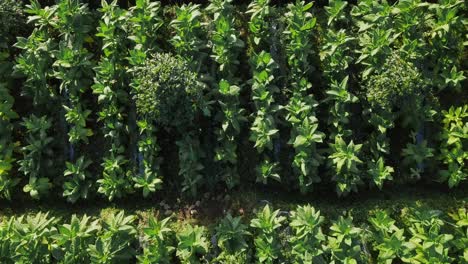 Luftaufnahme-Von-Oben-Nach-Unten-Von-Tabakpflanzen,-Die-Auf-Bergen-In-Indonesien-Wachsen