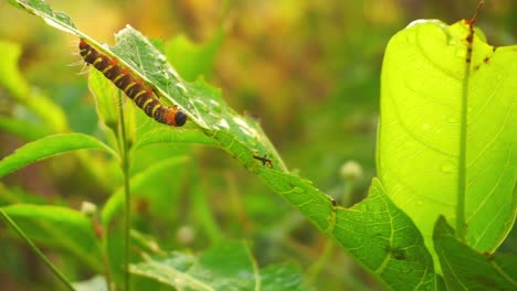 Close-up-shot-of-wild-Caterpillar-crawling-on-green-leaf-in-the-morning-during-sunrise