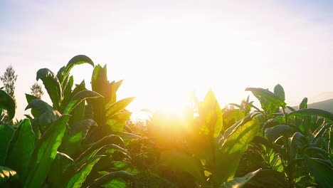 Nahaufnahme-Von-Grünen-Blättern-Der-Tabakpflanze-Gegen-Den-Goldenen-Sonnenaufgang-Am-Morgen-Auf-Der-Tabakplantage