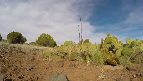 A-360-degree-panning-time-lapse-shot-among-the-cactus,-rocks,-and-sand-of-the-Arizona-desert-wilderness