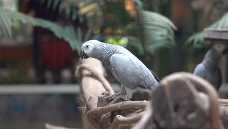 Intelligent-tame-congo-African-grey-parrot,-psittacus-erithacus-grooming,-preening-and-scratching-neck-feathers-with-its-feet-to-maintain-preen-oil