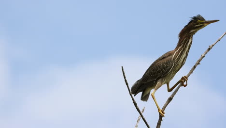 Juvenile-Male-Green-Heron-Waterbird-Perched-on-Branch-looking-Around-and-Stretches-Out-their-Neck