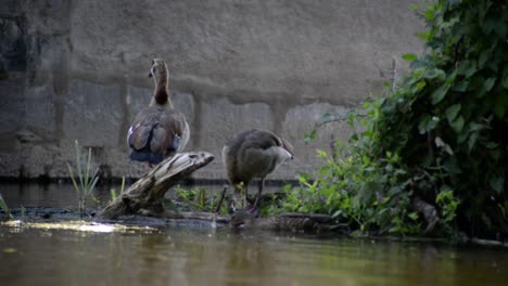 Two-geese-and-one-duck-sitting-underneath-an-old-bridge-feasting-on-the-fertile,-shallow-river-water