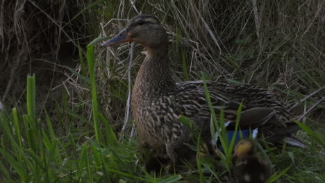 Female-Mallard-Duck-with-Cute-Fluffy-Baby-Ducklings-Nestling-Keeping-Warm-and-Secure-in-their-Nest,-telephoto