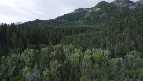 Dense-Coniferous-Trees,-American-Fork-Canyon-Wasatch-Mountains-On-Summer-In-Utah---aerial-drone-shot