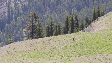 Telephoto-shot-of-a-lone-hiker-walking-an-alpine-dirt-path-on-a-tree-lined-ridge-on-the-pacific-crest-trail-near-Lake-Tahoe-California-with-walking-sticks-4k