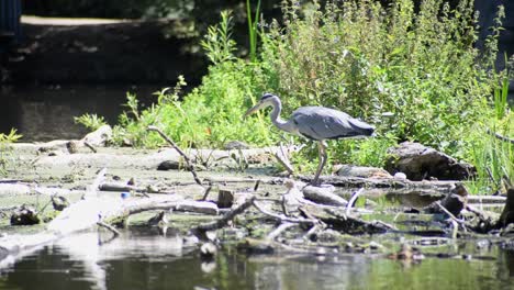 Handheld-footage-of-a-grey-heron-standing-in-shallow-river-water-in-front-of-green-plants-that-wave-in-the-hot-summer-breeze
