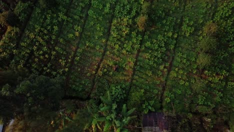 Bird-eye-drone-shot-of-tobacco-plants-growing-on-plantation