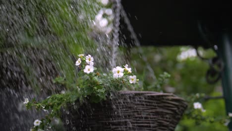 Garden-hose-watering-a-garden-in-slow-motion-3