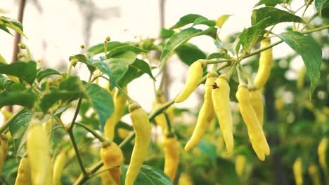 Close-up-shot-of-spicy-Chili-growing-on-plantation-field-in-the-morning-1