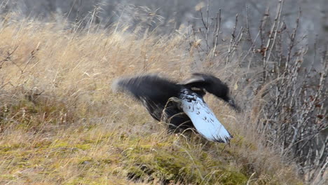 A-bald-eagle-poops-and-then-flies-away-in-the-wilderness-of-Kodiak-Island-Aalska