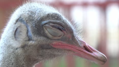 Extreme-close-up-profile-shot-of-a-sleeping-common-ostrich,-struthio-camelus,-head-feathers-with-thin-layer-of-down-and-fully-closed-eye-at-wildlife-sanctuary-park