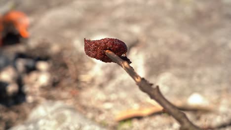 Slice-of-fresh-wild-game-deer-meat-on-a-stick-with-bonfire-in-shallow-depth-background---First-person-view-of-stick-with-meat-during-a-hiking-trip-in-sunny-weather