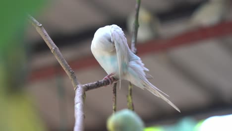 Unique-rare-white-albino-parakeet-spotted-perching-on-the-tree-branch,-beautiful-budgerigar,-melopsittacus-undulatus-preening-and-grooming-its-special-feathers
