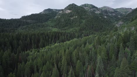 Forested-Landscape-Of-American-Fork-Canyon-During-Summer-In-The-Wasatch-Mountains-Of-Utah,-United-States