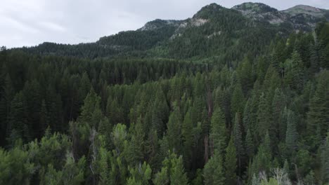 Ruhige-Landschaft-Und-Immergrüne-Kiefern-Des-American-Fork-Canyon-In-Der-Wasatch-Range-Von-Utah,-Vereinigte-Staaten