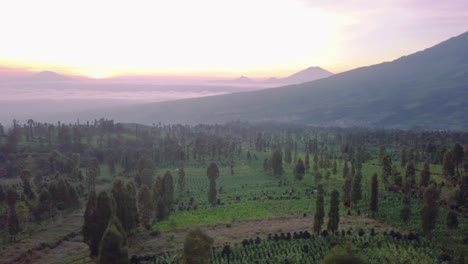 Luftdrohnenaufnahme-Von-Bäumen-Und-Plantagen-Auf-Dem-Berg-Während-Des-Nebligen-Goldenen-Sonnenaufgangs-In-Zentraljava,-Indonesien