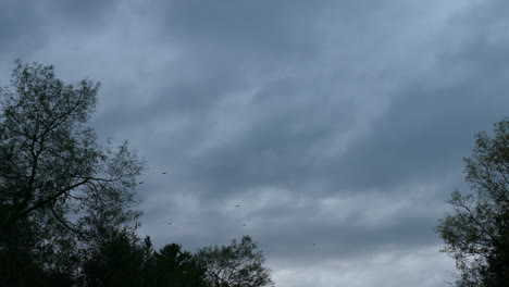 Birds-fly-dark-cloudy-somber-grey-sky-trees-sad-dramatic-weather