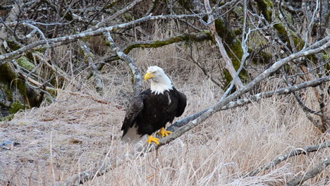 Un-águila-Calva-Vuela-Lejos-De-Los-Gruesos-Alisos-De-La-Isla-De-Kodiak,-Alaska
