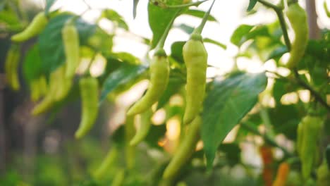 Close-up-shot-of-spicy-Chili-growing-on-plantation-field-in-the-morning